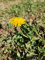 Taraxacum