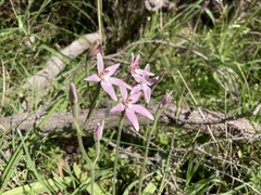 Caladenia latifolia
