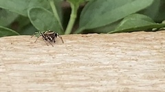 Heliophanus tribulosus