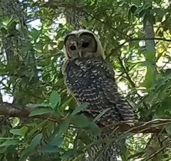 Strix occidentalis