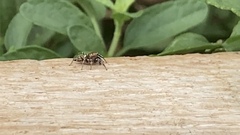 Heliophanus tribulosus