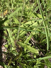 Caladenia latifolia