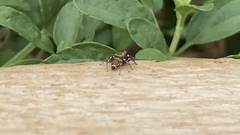 Heliophanus tribulosus