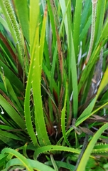 Conostylis aculeata