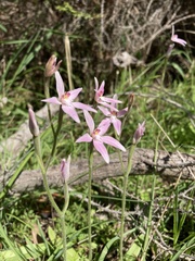 Caladenia latifolia