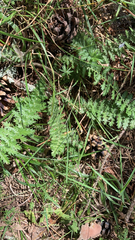Filipendula vulgaris