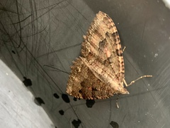 Triphosa dubitata