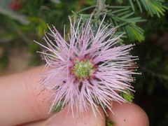 Melaleuca jonesii