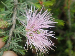 Melaleuca jonesii