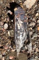 Cornuplura rudis
