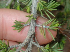 Melaleuca jonesii