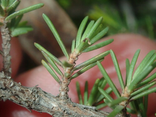 Image of Melaleuca jonesii by (c) Thomas Mesaglio, some rights reserved (CC BY)