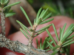 Melaleuca jonesii