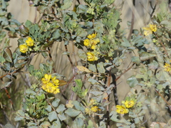 Senna artemisioides