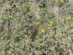 Senna artemisioides