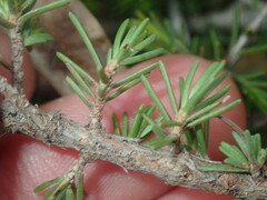 Melaleuca jonesii