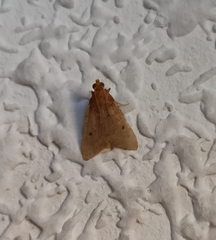 Bostra obsoletalis