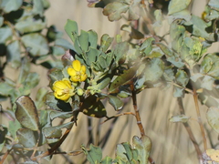 Senna artemisioides