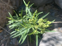 Baccharis salicifolia