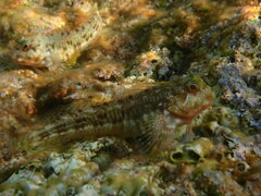 Scartella cristata
