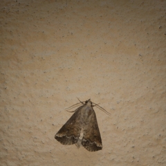 Noctuoidea