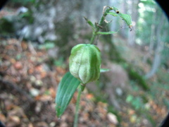 Lilium martagon