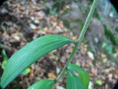 Lilium martagon
