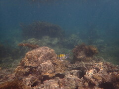 Abudefduf vaigiensis