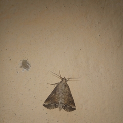 Noctuoidea