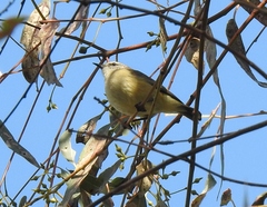Acanthiza chrysorrhoa