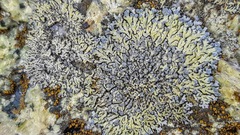 Lecanoromycetes