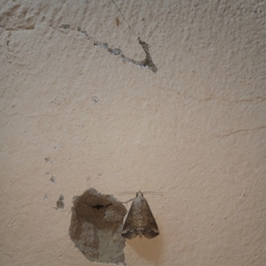 Noctuoidea