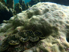 Tridacna maxima