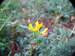 Medicago