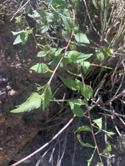Eupatorieae