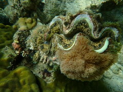Tridacna maxima