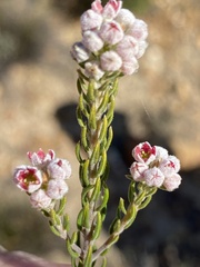 Phylica purpurea pearsonii