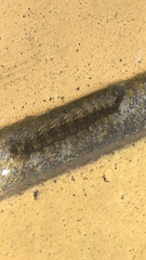 Lymantria dispar