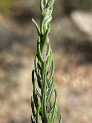 Phylica purpurea pearsonii