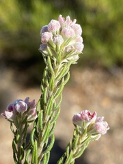 Phylica purpurea pearsonii
