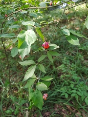 Euonymus verrucosus