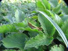 Chorthippus dorsatus