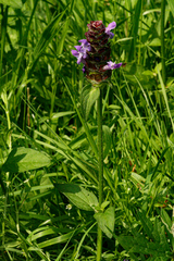 Prunella vulgaris