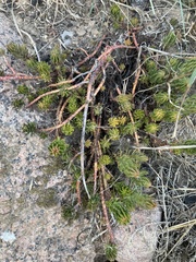 Petrosedum rupestre