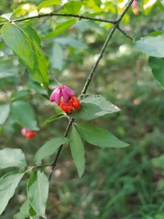 Euonymus verrucosus