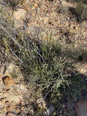 Phylica purpurea pearsonii