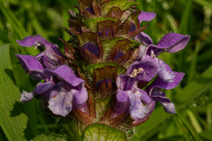 Prunella vulgaris