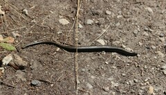 Anguis fragilis