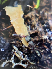 Rhytidoponera tasmaniensis