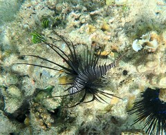 Pterois miles